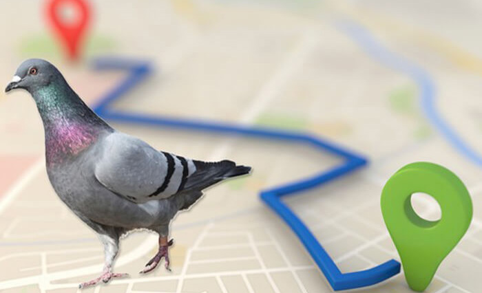 الگوریتم Pigeon